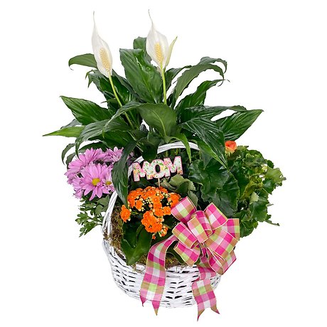 Blooming Basket for Mom